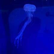 ヒメ日記 2025/09/27 10:15 投稿 風間かれん 宝石箱(すすきの)