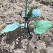 ヒメ日記 2025/04/26 15:19 投稿 るる 錦糸町人妻花壇