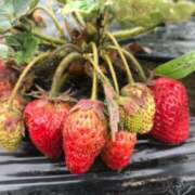 ヒメ日記 2025/05/10 12:42 投稿 るる 錦糸町人妻花壇