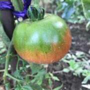 ヒメ日記 2025/06/28 19:16 投稿 るる 錦糸町人妻花壇