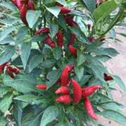 るる 家庭菜園！ 錦糸町人妻花壇