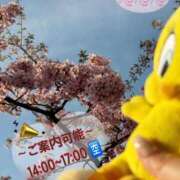 ヒメ日記 2026/03/17 07:12 投稿 心(こころ) 八王子人妻城