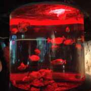 ヒメ日記 2025/07/30 18:54 投稿 イヴ エピセレクション