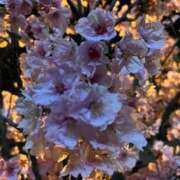 よる 🦋桜が舞う頃に……🦋 水戸ソープランド　水戸スリーナイン(9990)