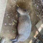 ヒメ日記 2025/08/23 23:11 投稿 ゆら 水戸ソープランド　水戸スリーナイン(9990)