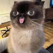 ヒメ日記 2025/07/01 22:21 投稿 ねこ ニューハーフヘルスSURPRISE ONE日本橋店