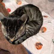 ヒメ日記 2026/01/12 15:33 投稿 ねこ ニューハーフヘルスSURPRISE ONE十三店