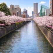 ヒメ日記 2026/04/09 20:08 投稿 ことみ 上野ハイブリッドマッサージ