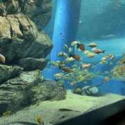 ヒメ日記 2025/11/14 14:38 投稿 ことみ 品川ハイブリッドマッサージ