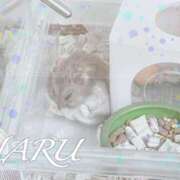 ヒメ日記 2025/04/14 19:03 投稿 はる【圧倒的人気No1】 仙台大人の秘密倶楽部