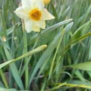 ヒメ日記 2025/02/26 09:04 投稿 なお 熟女の風俗アウトレット大垣安八羽島店