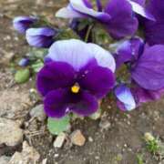 なお 【お礼写メ日記】 熟女の風俗アウトレット大垣安八羽島店