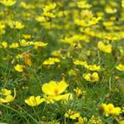 なお 出勤日 熟女の風俗アウトレット大垣安八羽島店