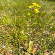 なお 出勤中 熟女の風俗アウトレット大垣安八羽島店