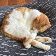 ヒメ日記 2025/04/05 00:04 投稿 園田みのり お姉さんCLUB