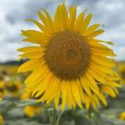 ヒメ日記 2025/08/11 19:21 投稿 園田みのり お姉さんCLUB