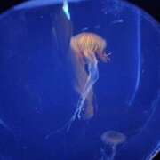 ヒメ日記 2025/02/23 12:03 投稿 香梨(かりん) 相模原人妻城