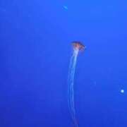 ヒメ日記 2025/03/01 14:18 投稿 香梨(かりん) 相模原人妻城