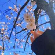 ヒメ日記 2025/03/17 10:18 投稿 香梨(かりん) 相模原人妻城