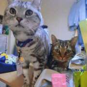 ヒメ日記 2025/04/01 18:03 投稿 香梨(かりん) 相模原人妻城