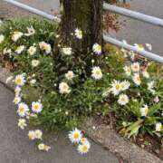 ヒメ日記 2025/04/27 09:49 投稿 みなみ 完熟ばなな八王子