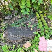 ヒメ日記 2025/11/08 13:49 投稿 みなみ 完熟ばなな八王子