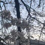 ヒメ日記 2026/04/02 18:04 投稿 りか Vitamin〜ビタミン〜