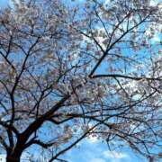 ヒメ日記 2025/04/04 01:34 投稿 つむぎ 海上空天 SHANGHAI HEAVEN