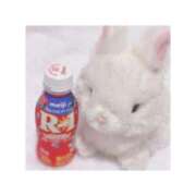 ヒメ日記 2025/04/09 09:15 投稿 つむぎ 海上空天 SHANGHAI HEAVEN