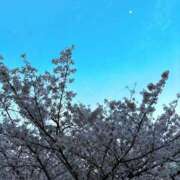 ヒメ日記 2025/04/09 14:30 投稿 つむぎ 海上空天 SHANGHAI HEAVEN