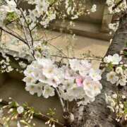 ヒメ日記 2025/03/27 17:25 投稿 岩下しの 松戸人妻花壇