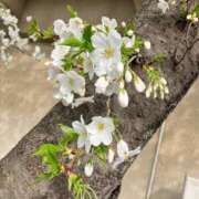 ヒメ日記 2025/03/28 15:41 投稿 岩下しの 松戸人妻花壇