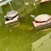 ヒメ日記 2025/04/04 15:56 投稿 岩下しの 松戸人妻花壇