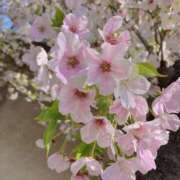 ヒメ日記 2025/04/05 02:19 投稿 岩下しの 松戸人妻花壇