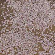 ヒメ日記 2025/04/05 02:22 投稿 岩下しの 松戸人妻花壇