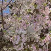 ヒメ日記 2025/04/11 15:12 投稿 岩下しの 松戸人妻花壇