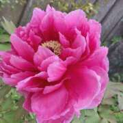 ヒメ日記 2025/04/24 22:29 投稿 岩下しの 松戸人妻花壇