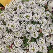 ヒメ日記 2025/05/15 19:53 投稿 岩下しの 松戸人妻花壇