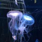 ヒメ日記 2025/05/31 23:09 投稿 岩下しの 松戸人妻花壇