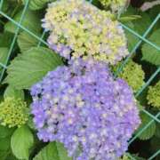 ヒメ日記 2025/06/02 05:17 投稿 岩下しの 松戸人妻花壇