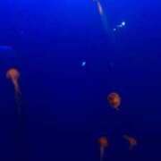 ヒメ日記 2025/06/05 07:11 投稿 岩下しの 松戸人妻花壇