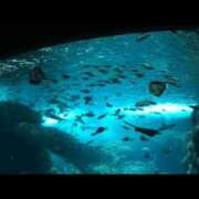 ヒメ日記 2025/06/06 06:40 投稿 岩下しの 松戸人妻花壇