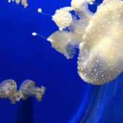 ヒメ日記 2025/06/06 19:36 投稿 岩下しの 松戸人妻花壇