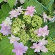 ヒメ日記 2025/06/07 19:59 投稿 岩下しの 松戸人妻花壇