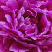 ヒメ日記 2025/06/12 07:09 投稿 岩下しの 松戸人妻花壇