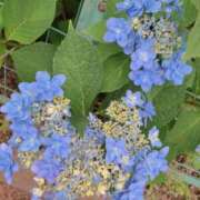 ヒメ日記 2025/06/12 19:01 投稿 岩下しの 松戸人妻花壇