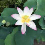 ヒメ日記 2025/07/07 14:27 投稿 岩下しの 松戸人妻花壇