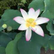 ヒメ日記 2025/07/08 16:12 投稿 岩下しの 松戸人妻花壇