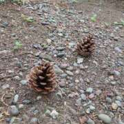 ヒメ日記 2025/07/28 06:40 投稿 岩下しの 松戸人妻花壇