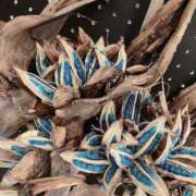 ヒメ日記 2025/08/08 04:44 投稿 岩下しの 松戸人妻花壇